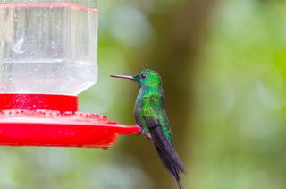 Crean un generador de electricidad inspirado en el juguete del pájaro bebedor