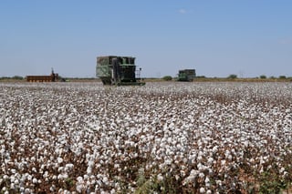 Solo la federación puede poner orden: dicen productores por daño a cultivos de algodón
