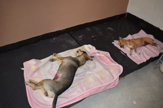 Jornada de esterilizaciones caninas y felinas. (MARÍA DE JESÚS VÁZQUEZ)