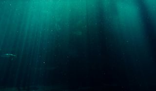 ¿Por qué los océanos se oscurecen y cómo afecta a animales y humanos?