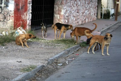 Perros. Piden autoridades de Lerdo a los propietarios de perros que sean responsables con el cuidado de sus mascotas. (EL SIGLO DE TORREÓN)