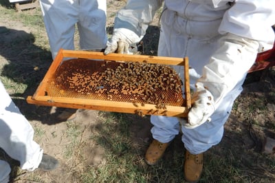 Requisitos. Buscan que la miel lagunera cumpla con todos los requisitos de sanidad e inocuidad. (ARCHIVO)