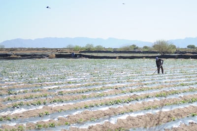 Propuesta. Productores agrícolas pugnan porque al menos les den 950 mm3 en el ciclo de riego. (ARCHIVO)