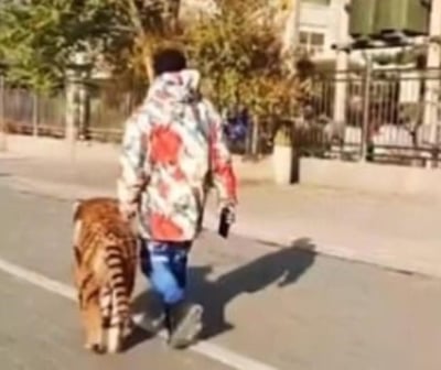 Por medio de redes sociales se difundió el video donde un hombre parecía pasear a un gran tigre por las calles con correa. (Especial) 