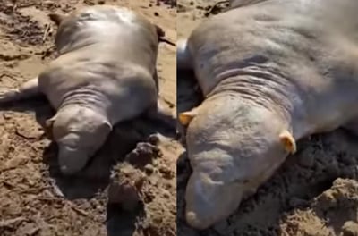El animal fue encontrado tendido en la playa cerca del complejo turístico de Gournes (CAPTURA) 