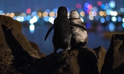 De acuerdo al fotógrafo, le llevó tres días capturar la imagen de los pingüinos en Australia (@TOBIASVISUALS)