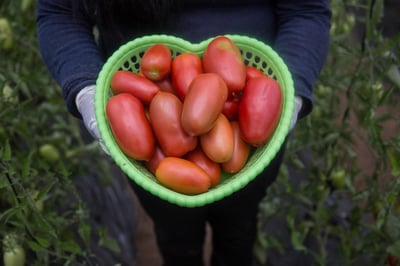 Preocupa a productores de Durango el bajo precio de la hortaliza en Sinaloa. (ESPECIAL) 