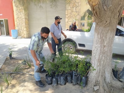 La empresa Peñoles donó 500 árboles al municipio de Madero y en un día se agotaron, por lo que se solicitarán más especies. (EL SIGLO DE TORREÓN) 