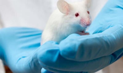 Ingenieros y neurobiólogos de la Universidad Northwestern, en Estados Unidos, han desarrollado un implante inalámbrico que permite programar ratones para que interactúen socialmente entre sí en tiempo real. (ESPECIAL) 
