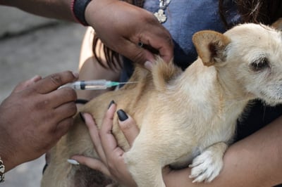 A través de esta campaña se vacunan a perros y gatos contra la rabia en distintas comunidades.