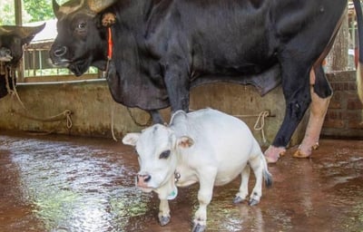 La vaca 'Rani', busca entrar al libro de los récord Guinness como el bovino 'más pequeño del mundo' (ESPECIAL) 