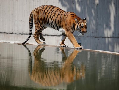 Una mujer de 21 años falleció este viernes en Chile por el ataque de un tigre en una jaula de un zoológico en el que trabajaba, en la región de O'Higgins, al sur de Santiago, confirmaron fuentes oficiales. (ARCHIVO) 

 