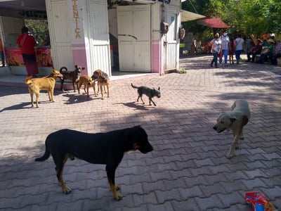 Las jaurías de perros se observan principalmente en la zona comercial; ciudadanos piden a las autoridades atender el problema. (EL SIGLO DE TORREÓN) 
