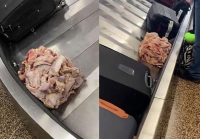 El pollo era transportado en realidad en una hielera, pero se salió de su contenedor. (INTERNET)