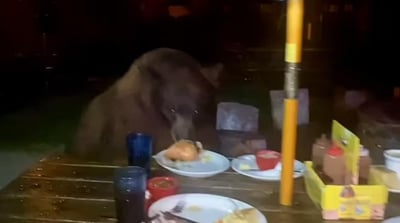 El oso mordió una hamburguesa que habían dejado atrás (CAPTURA)