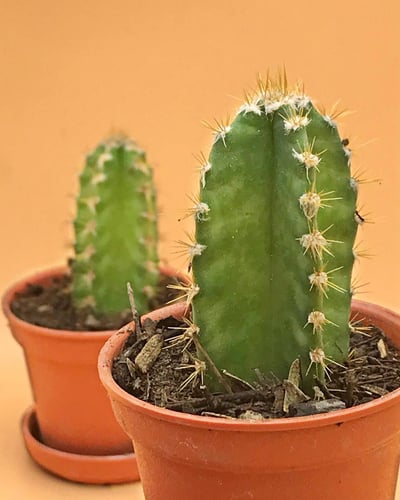 El cactus es un símbolo de fortaleza (ESPECIAL)