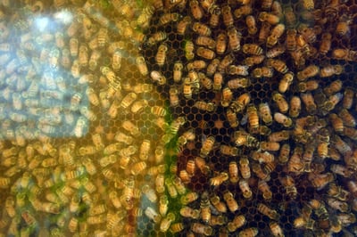 Hace dos años, las tolvaneras afectaron la producción de miel de los cerca de 112 apicultores en la Comarca Lagunera. (ARCHIVO)