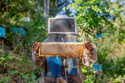Proyecto compila información sobre la apicultura en México. (ARCHIVO)