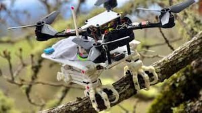 Millones de años de evolución han logrado que el despegue y aterrizaje de los pájaros parezca fácil, independientemente de la rama que usen. Una habilidad que ha inspirado un robot que puede volar, agarrar objetos y posarse en diversas superficies.