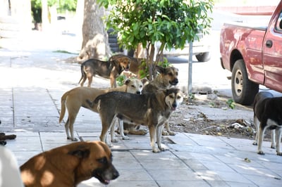 La Secretaría de Medio Ambiente de Coahuila tiene una campaña permanente de esterilización de mascotas. (EL SIGLO DE TORREÓN)