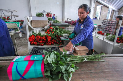 La Sader resaltó que la producción de rosa, considerada la flor más popular y vendida en el país, aumentó 5.7 por ciento respecto a 2020, al finalizar en 2021 con el 35.6 por ciento del total nacional.