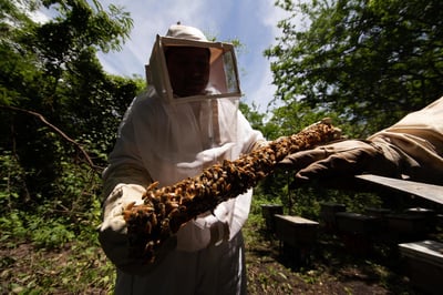 Realizan campaña para la recuperación de las abejas en la Comarca Lagunera.