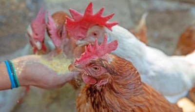 Imagen Ponen en marcha dispositivo de emergencia sanidad animal para evitar brotes de influenza aviar