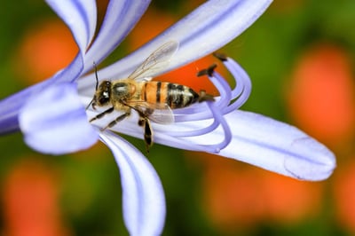 Buscan apoyarse productores para evitar la muerte de abejas, lo que perjudica polinización de otros cultivos. (ARCHIVO)