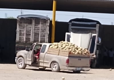 Temporada de melón intermedio en Matamoros y Viesca. (EL SIGLO DE TORREÓN)