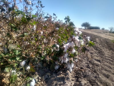 En semanas anteriores el precio del algodón registró una drástica disminución.