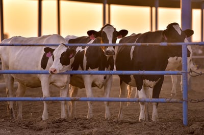 Durango se ostenta como uno de los principales productores de leche en el país, aportando el 11.5 por ciento del total. (EL SIGLO DE TORREÓN)
