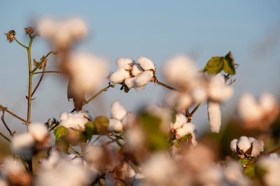 La producción de algodón registra un retraso de 20 días provocado por el clima. (ÉRICK SOTOMAYOR / EL SIGLO DE TORREÓN)