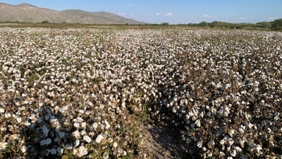 Imagen Recuperan parte del presupuesto para erradicación de plaga en el algodón