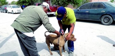 Buscan educar a la población sobre la importancia de vacunar a las mascotas y promover la esterilización en los municipios. (ARCHIVO)