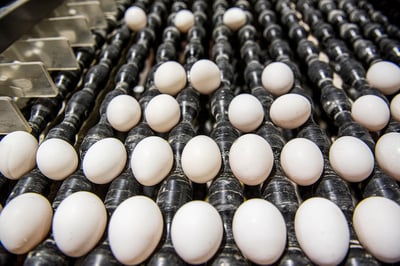 Durango aporta el 2.6 % de la producción de huevo en el país. (EL SIGLO DE TORREÓN)