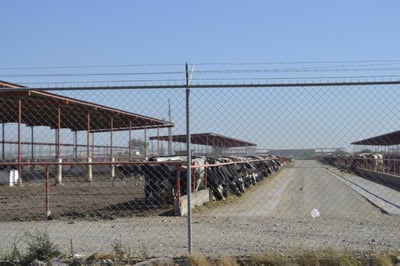 Durango aporta el 11.7 % de la producción nacional de leche de vaca. (EL SIGLO DE TORREÓN)