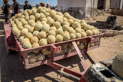 En el 2021 se sembraron 800 hectáreas de melón y el precio se desplomó a 1.60 pesos el kilogramo, lo que provocó pérdidas a los productores y ahora preocupa que otra vez aumente la superficie. (ARCHIVO)