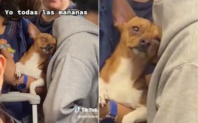 Un perrito se volvió viral en TikTok tras compartirse un video donde se observa cómo se queda dormido en un vagón del Metro de la CDMX. (ESPECIAL)