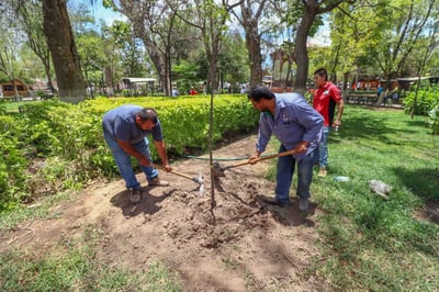 Concluyen trabajos de reforestación en plaza principal, parque Victoria y plazuela Benito Juárez. (CORTESÍA)