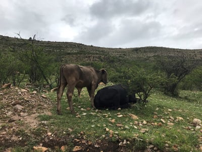 A pesar de que se ha tenido mortandad de ganado, este año, la situación no es alarmante para el sector pecuario en Durango. (EL SIGLO DE DURANGO)