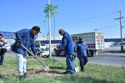 La reforestación en Gómez Palacio es una labor que se realiza de manera permanente. (CORTESÍA)