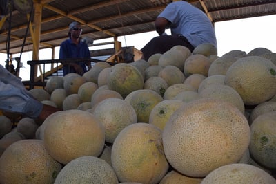 Destaca Coahuila en producción de melón, sorgo forrajero, alfalfa, maíz, algodón, nuez y manzana.