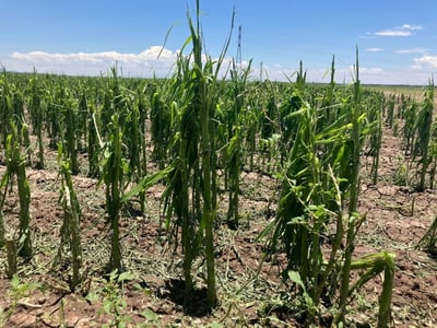 Disminuyó 50 por ciento el rendimiento de cultivos en La Laguna por cambio climático, advierte la Confederación Nacional Campesina (CNC) en Gómez Palacio.
