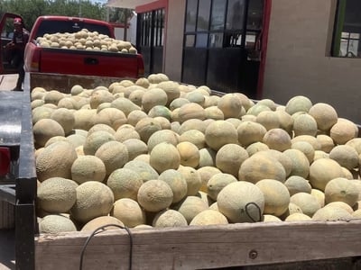 Mediante un Comité de Comercialización del fruto, buscan regular el precio del melón en La Laguna de Coahuila y Durango. (EL SIGLO DE TORREÓN)