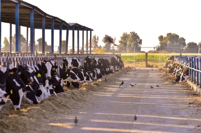 El año pasado, en la entidad, se reportó un incremento del 2.6 por ciento en la producción de leche de vaca en la entidad. (EL SIGLO DE DURANGO)