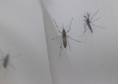 Llaman a prevenir el dengue en esta temporada de lluvias. (EL SIGLO DE TORREÓN)