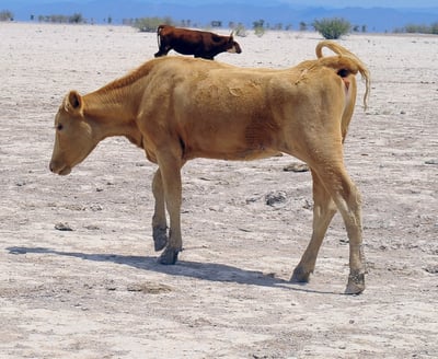 A la fecha se ha registrado la venta de alrededor de 30 mil bovinos, mientras que la mortandad alcanza las 23 mil cabezas. (EL SIGLO DE DURANGO)