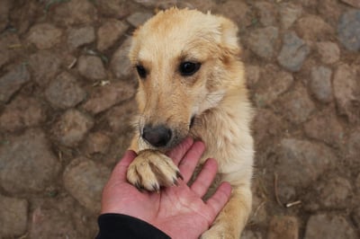 En el vecino estado de Coahuila hay un registro de 2 mil 634 casos de mordedura por perros. (ARCHIVO)