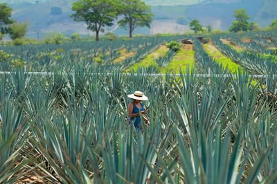 Las ventas al exterior que mayor valor aportaron al superávit de la balanza agroalimentaria de México fueron la cerveza, con cuatro mil 067 mdd; tequila y mezcal, con tres mil 141 mdd. (ARCHIVO)