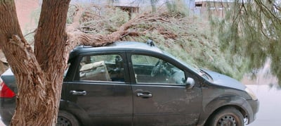 En San Pedro, una enorme rama quedó sobre un automóvil. (ARCHIVO)